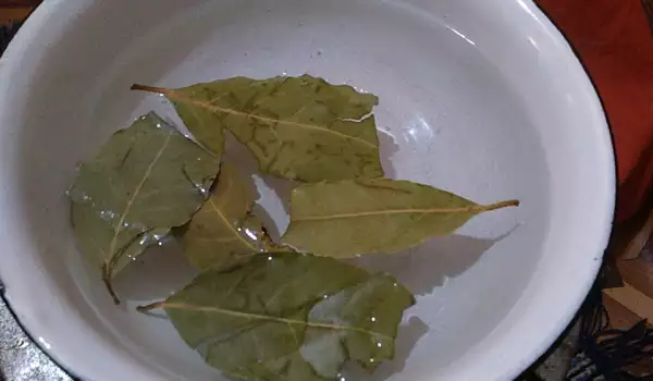Отвара от дафинов лист и мед за кашлица