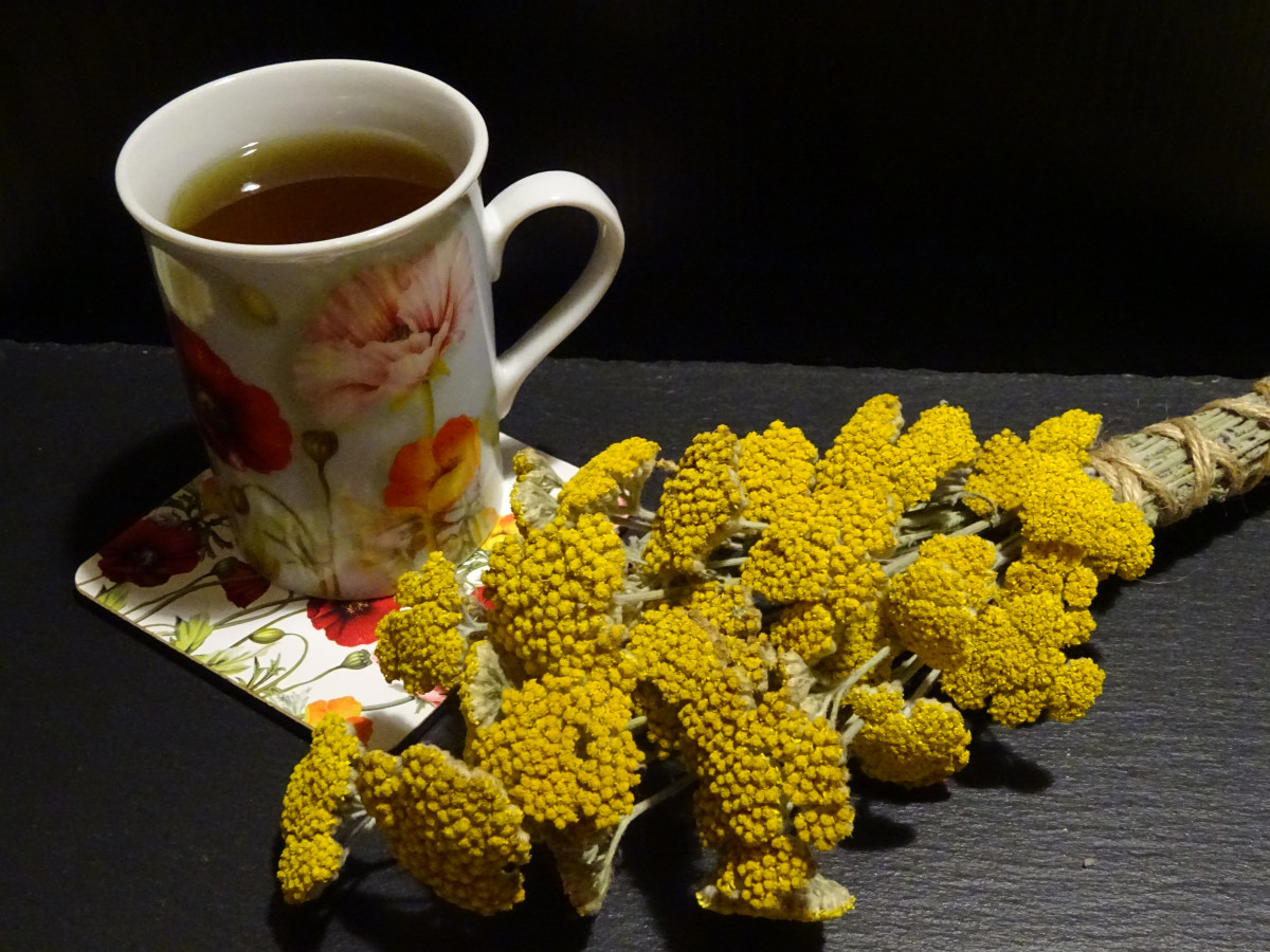 Здравословен чай от жълт равнец който народната медицина препоръчва като