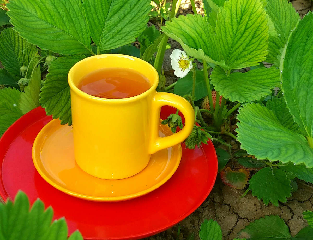 Грижим се за здравето с ароматен чай от ягодови листаНеобходими