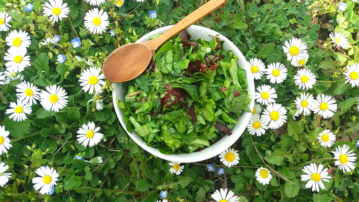 Снимка: Пролетна салата с рукола, глухарче и Лоло Росо